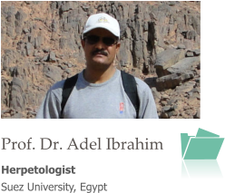 Prof. Dr. Adel Ibrahim Herpetologist  Suez University, Egypt